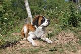 SAINT BERNARD 034